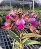 Cattleya Green Emerald
